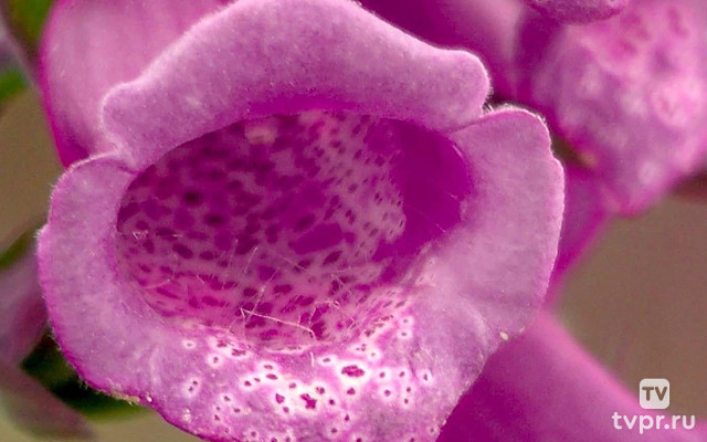 Тайны полевых цветов