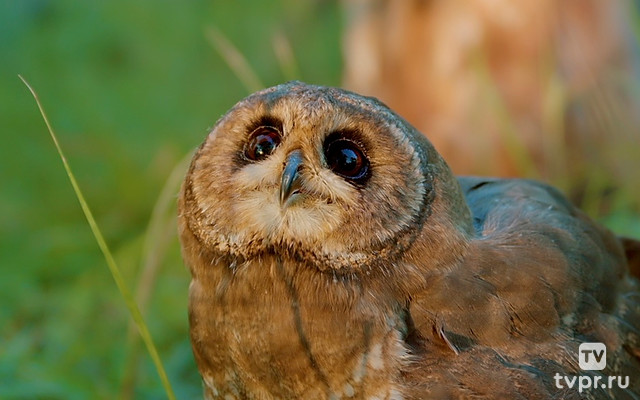 Совиный приют