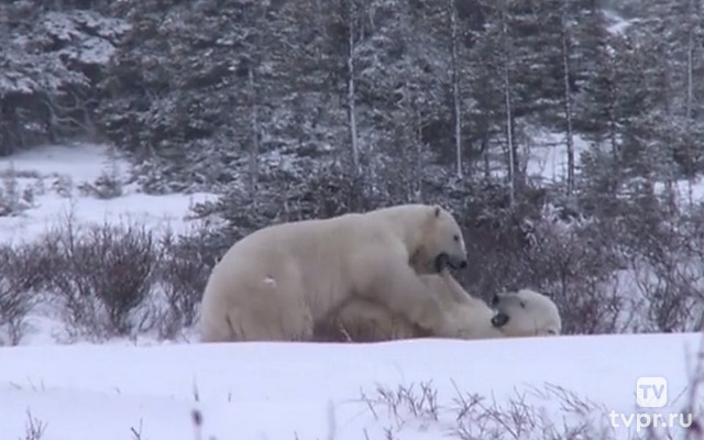 Выживание в дикой природе