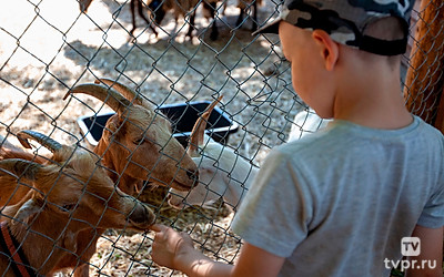 Они такие домашние