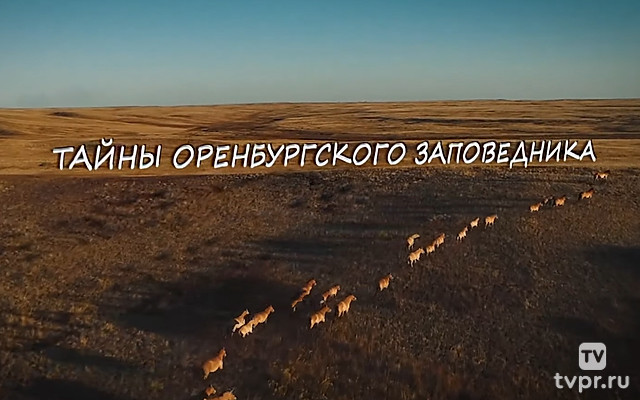 История Оренбургского заповедника