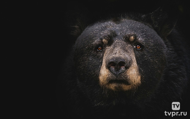 Загадочное стопоходящее животное