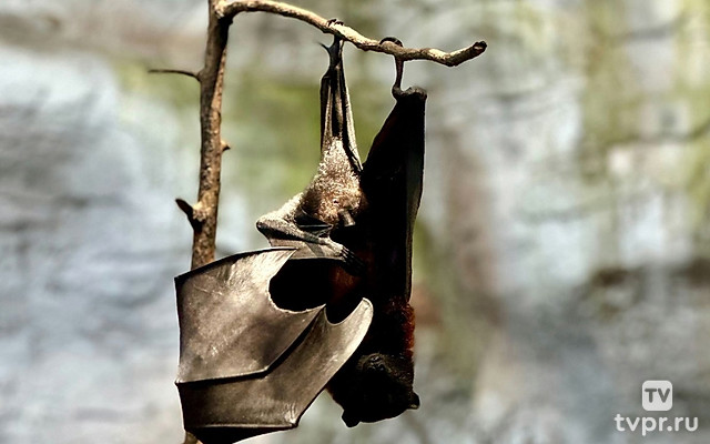 Вся правда о летучих мышах