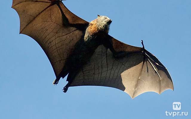 Люди и летучие мыши