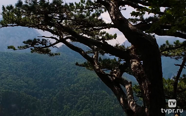 Сосны на обрыве Босния и Герцеговина