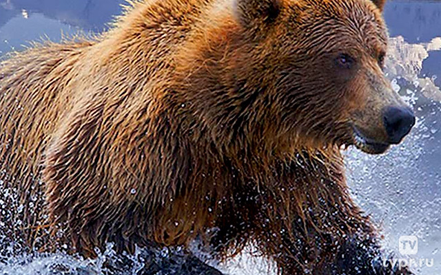 Дикая природа Америки