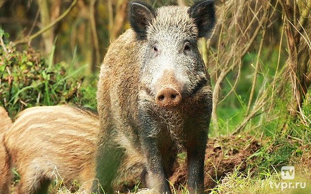 Кабан по соседству