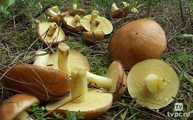 Грибной сезон