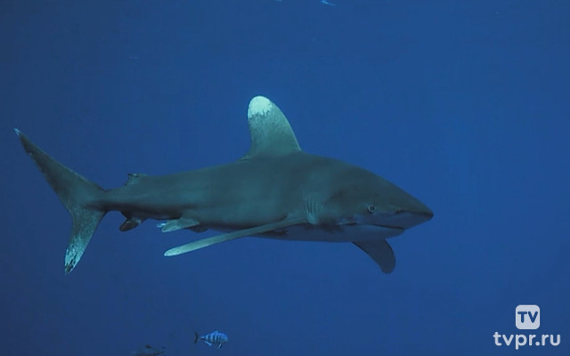 Ужас морских глубин