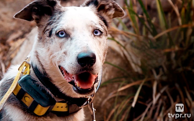 Спаситель коал