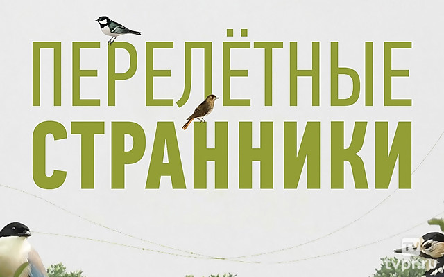 Перелётные странники