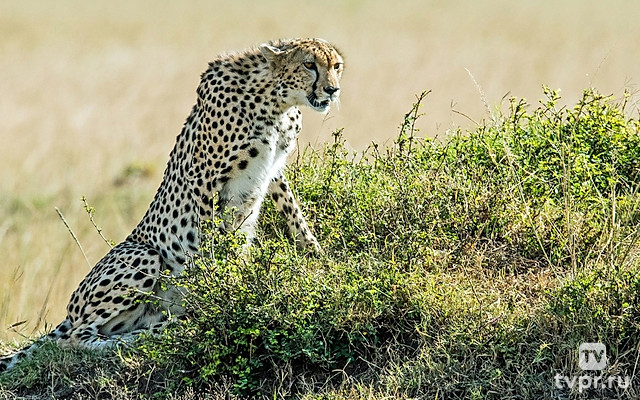 Гепард: охотник становится добычей