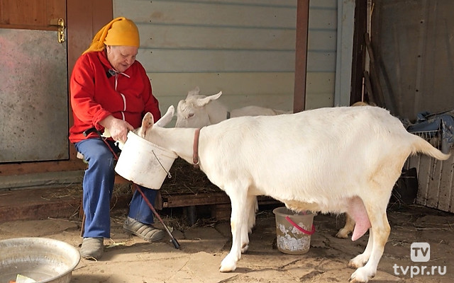 Чем кормить питомца?