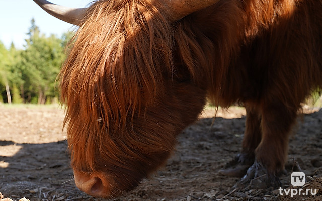 Я - животновод