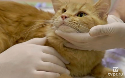 Будни ветеринаров