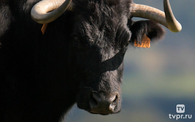 Торо: боевой бык