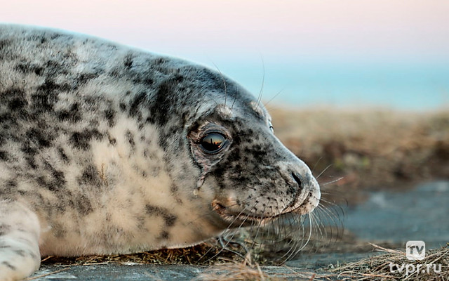 Тайна жизни тюленей
