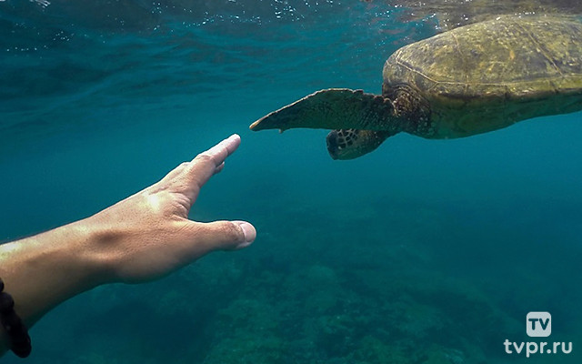 Властелины глубин