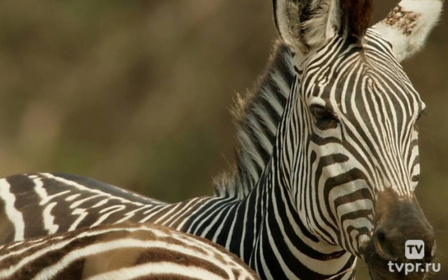 Зебры: звёзды в полоску