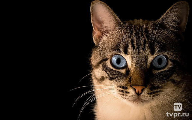 Пушистые блогеры