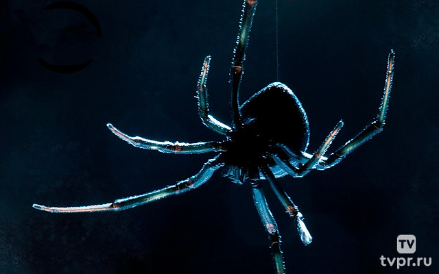 Дикие убийцы: эволюция хищника