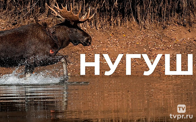 Нугуш. Вверх по течению - Олег Чегодаев