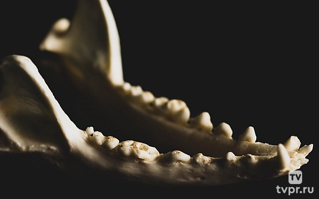 Тайны белой акулы