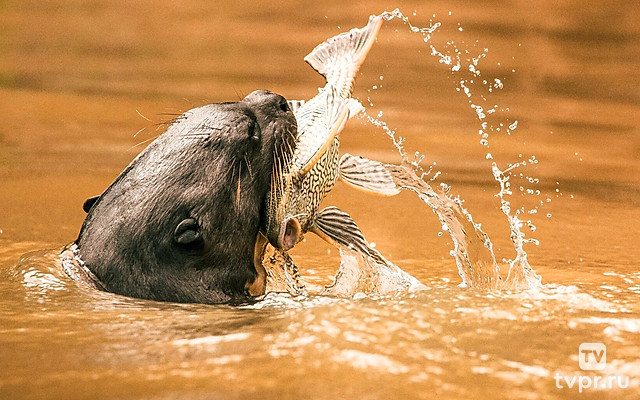 Пантанал под угрозой