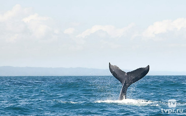 Киты: год в моей жизни