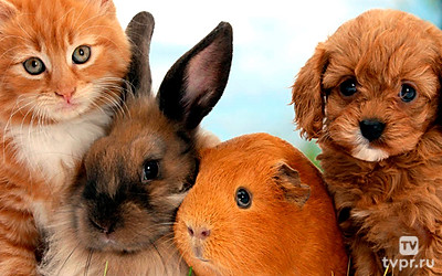 В мире домашних животных