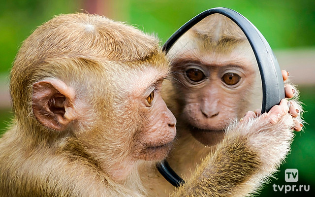 Обезьяны и не только