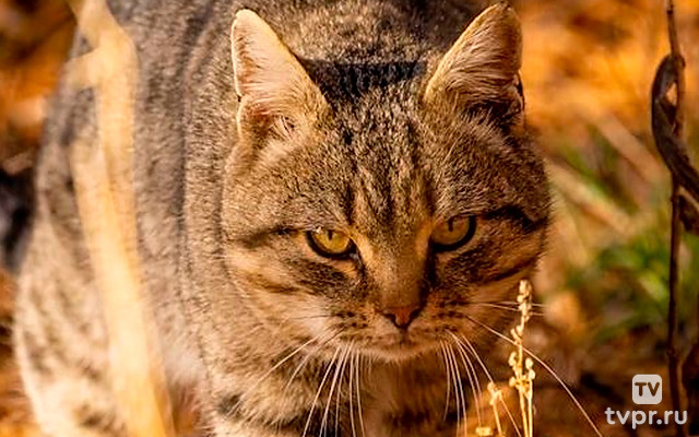 Средиземноморские охотники