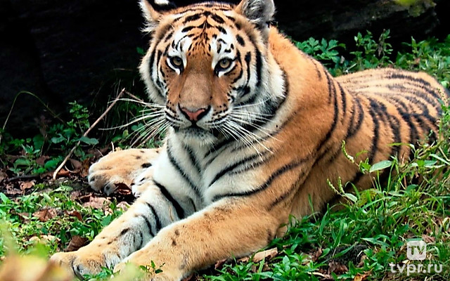 Хозяин Тайги