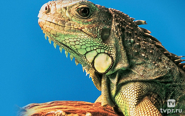 Живая пустыня