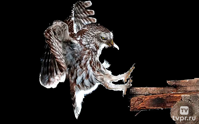 Незваные гости