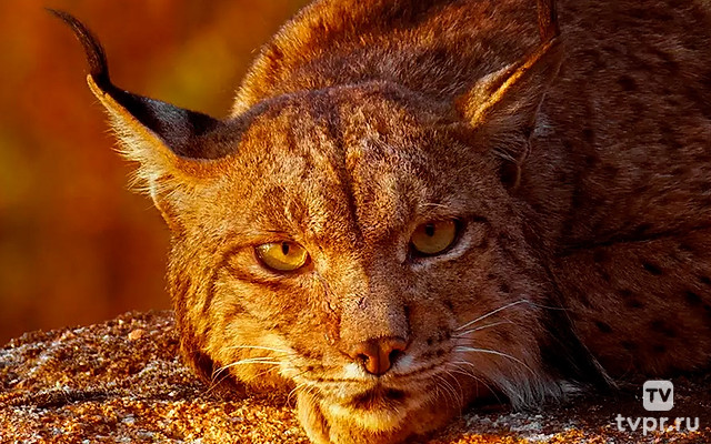 Иберийская рысь - хозяйка диких земель