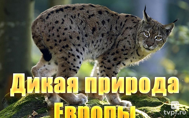 Дикая природа Европы