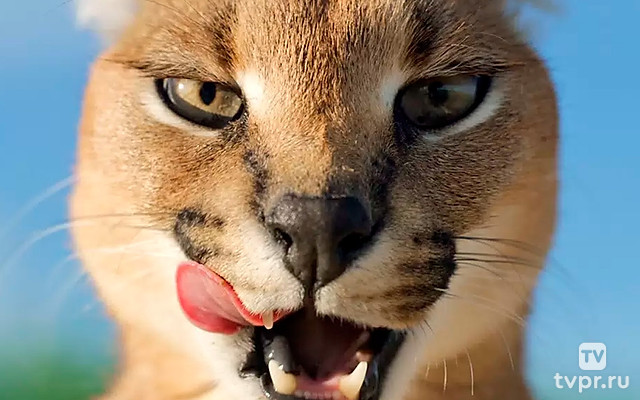 Мои дикие кошки