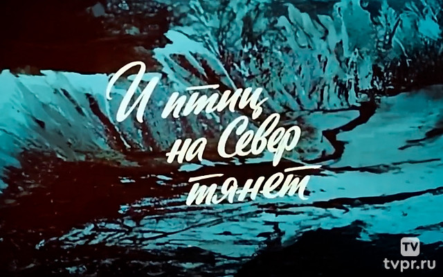 И птиц на Север тянет