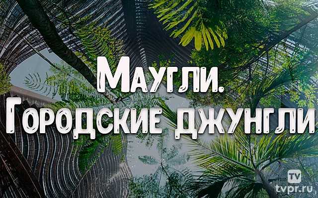 Маугли. Городские джунгли