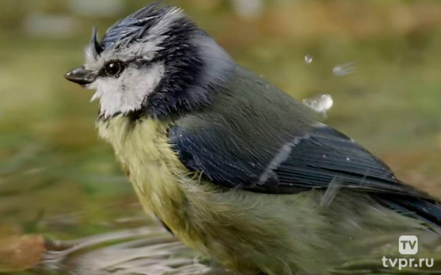 Доктор дятел