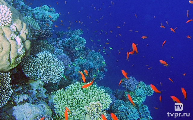 Чудо природы. Коралловые сады