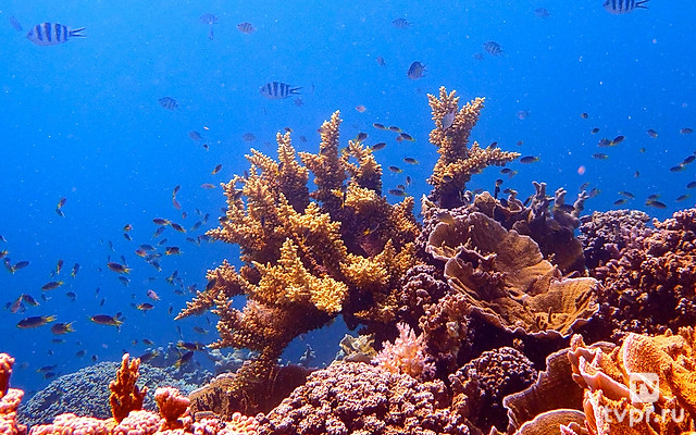 Выживание на коралловом рифе