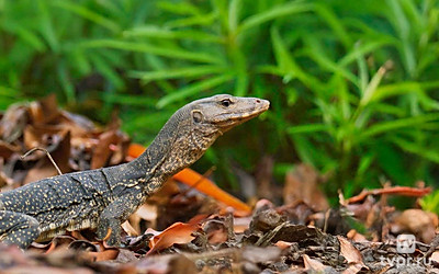 Не райская жизнь райского сада