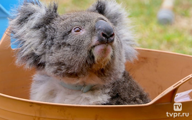Коалы: испытание огнём