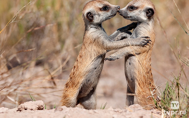 Животные: диалоги без слов