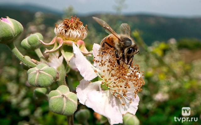 Тайны севеннских пчёл