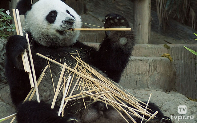 Панды. Сделано в Чэнду