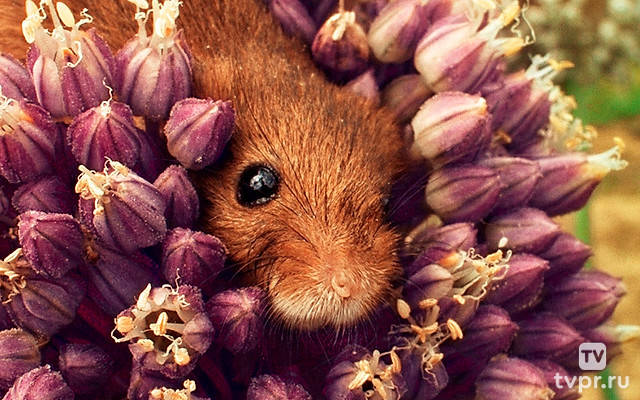 Полевая мышь: акробат на лугах