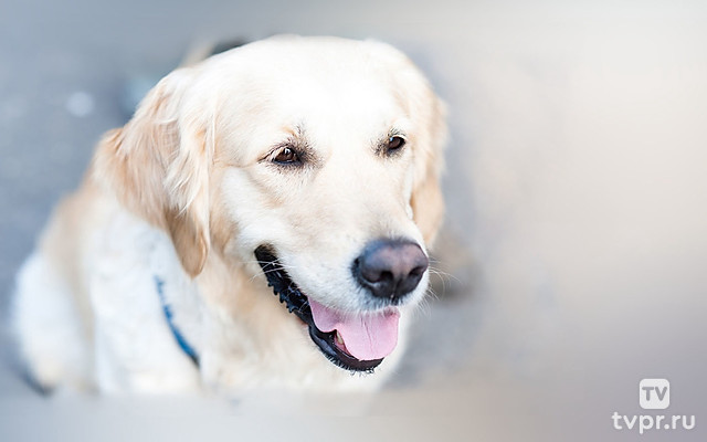 Собачья работа